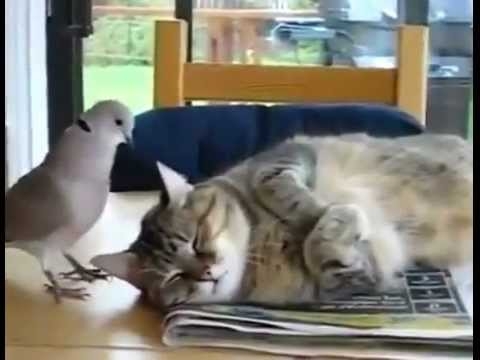 本物のハトが目覚まし時計、まだ眠いのに起こされる猫