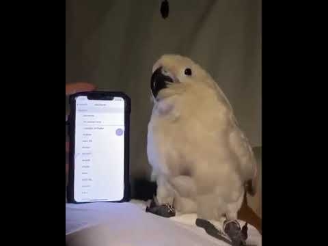 携帯電話から出る音に合わせて踊るインコ