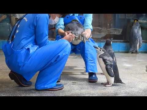 足の治療に興味津々なヒゲペンギン