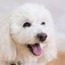 考察系Ｘ白犬 on X