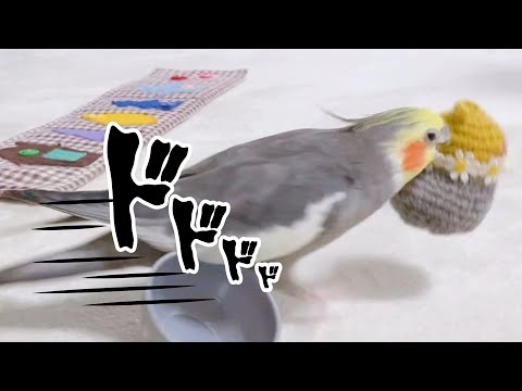 ママしか使っていけない言葉をパパが使うとこうなります オカメインコこはく