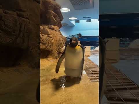 よぼよぼな理由