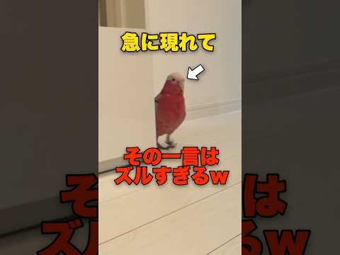 オウムの衝撃のひと言がめちゃくちゃおもろいwww【モモイロインコ】