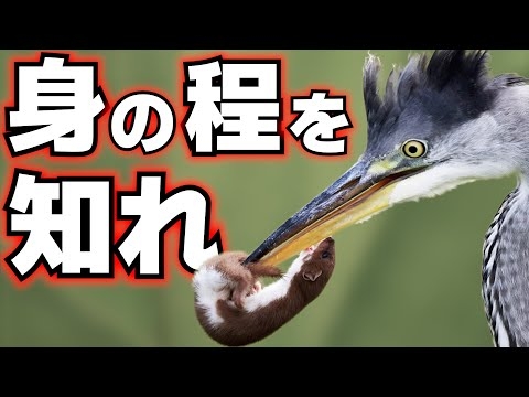 世界最小のイタチが野蛮すぎる