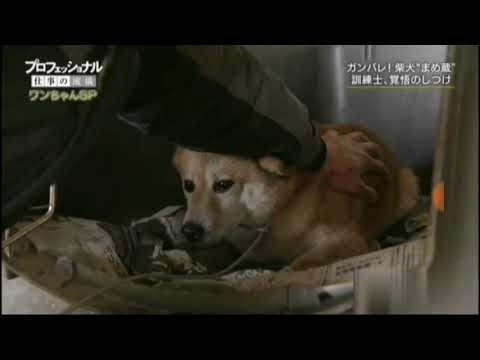 矯正惡犬的日本達人