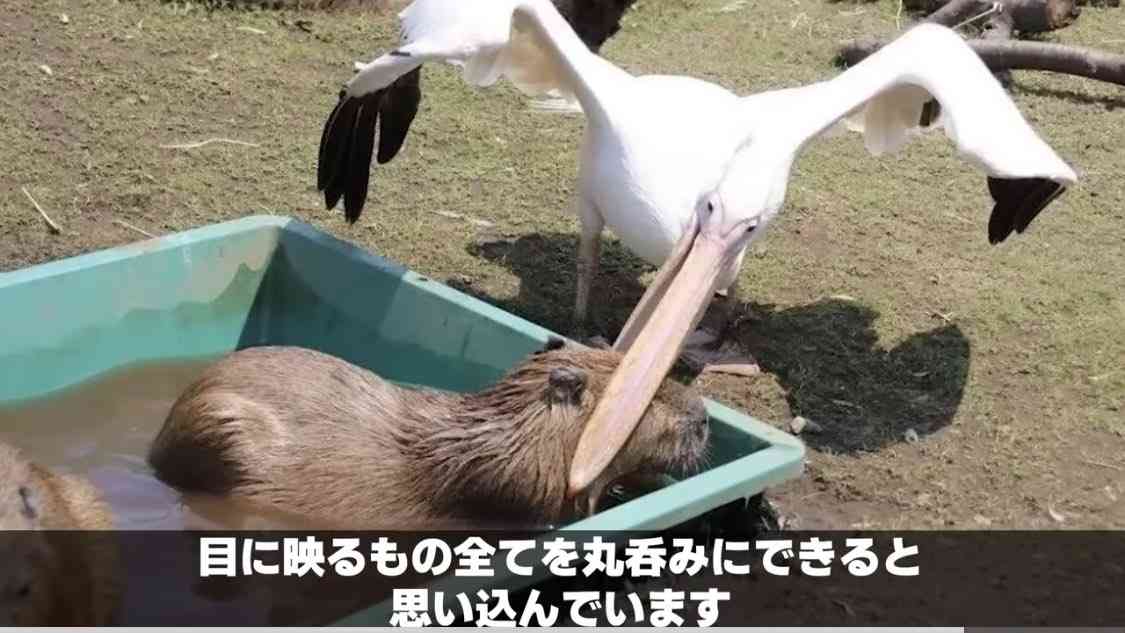動物園で自撮りした男性、横にいたペリカンの行動が爆笑を呼ぶ（中国）