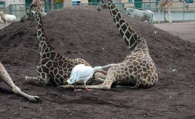 動物園で自撮りした男性、横にいたペリカンの行動が爆笑を呼ぶ（中国）