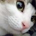 ふじねこ ? on X