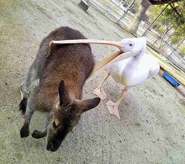 動物園で自撮りした男性、横にいたペリカンの行動が爆笑を呼ぶ（中国）