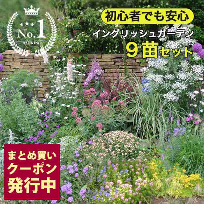 【楽天市場】楽天1位 秋 寒さに強い イングリッシュガーデン 花苗 セット 9鉢 花壇用【先行予約 送料無料】花の苗 一年草 宿根草 多年草 花壇 庭 初級 ガーデニング 苗物 ナチュラルガーデン 英国庭園風 ハッピーガーデン 花苗セット 草花  寒さに強い ハッピーガーデン：ハッピーガーデン