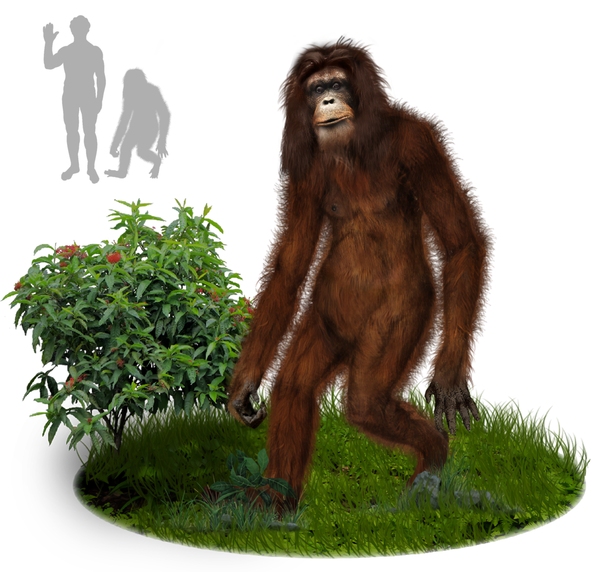 オラン・ペンデク - Wikipedia