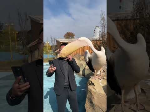 3683: Close encounter: Tourist gets a surprise pelican peck at a zoo in China