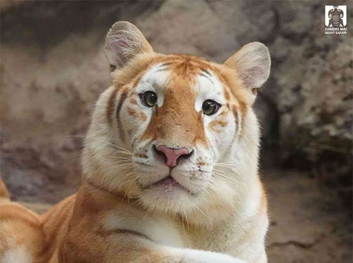茶トラ猫が大きくなったやつ！珍しい毛色を持つタイの虎に世界中が熱い視線｜カラパイア