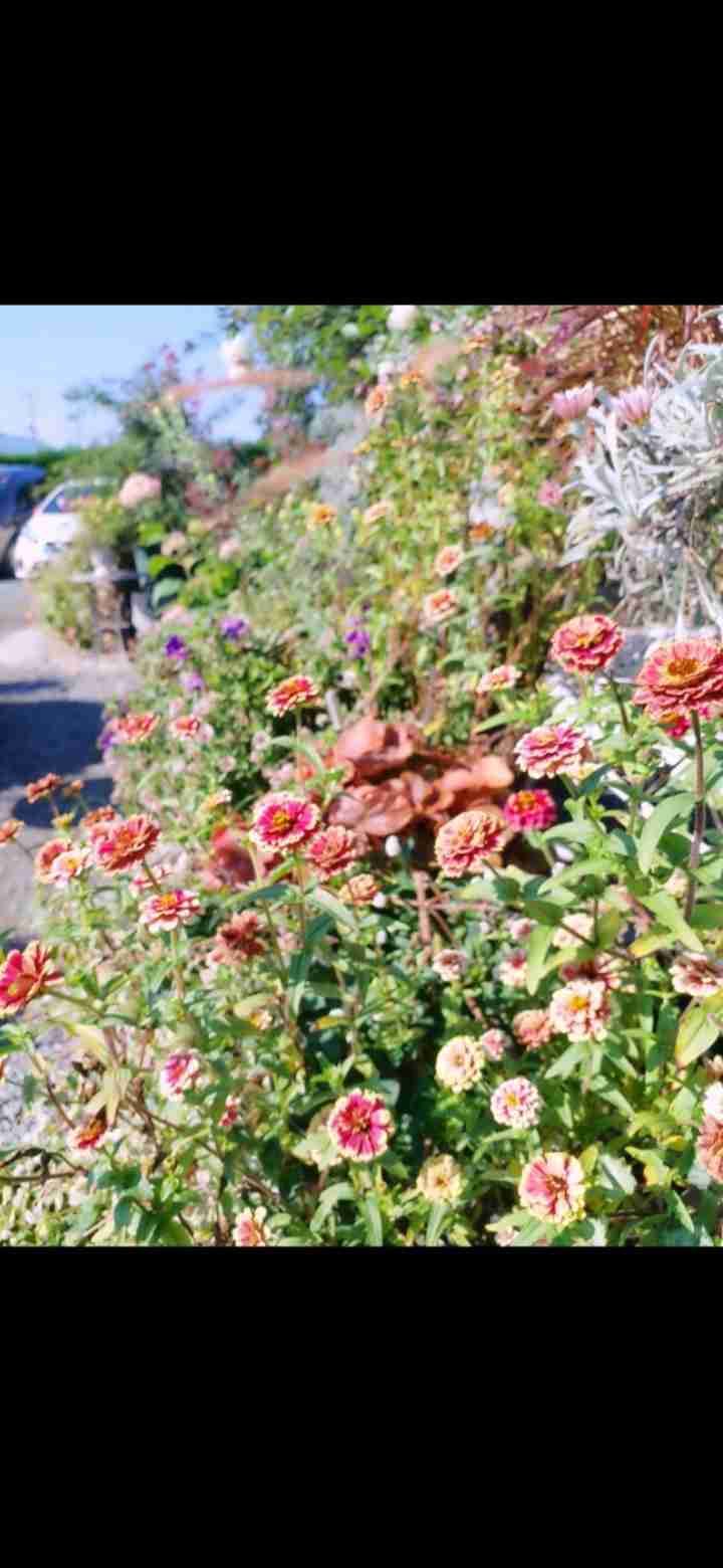 【ガーデニング】ガルちゃん園芸部【花・植物】part.41
