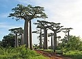 バオバブ - Wikipedia