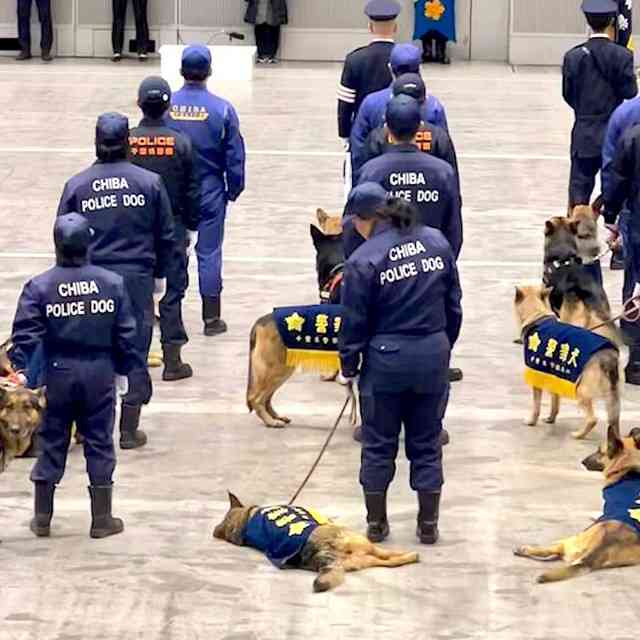 行方不明の男性探せ…神奈川県警の警察犬がお手柄、30分で発見 ご褒美は