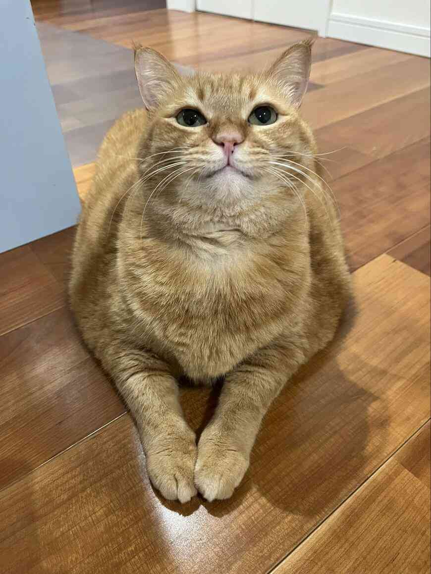 「タイミー」で闇バイト募集疑惑　代表取締役が言及　怪しい求人に注意喚起「速やかに検知し差し止め」