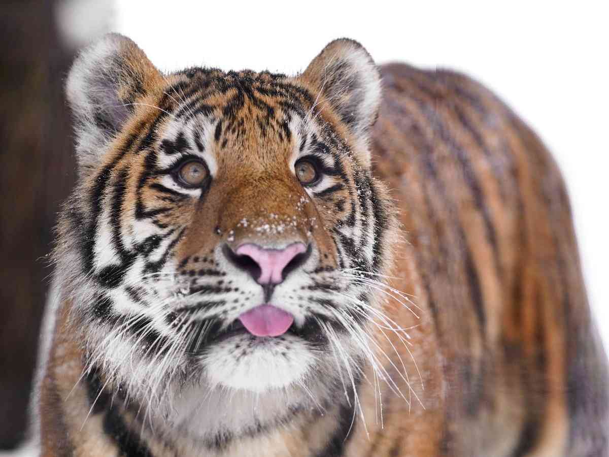 茶トラ猫が大きくなったやつ！珍しい毛色を持つタイの虎に世界中が熱い視線