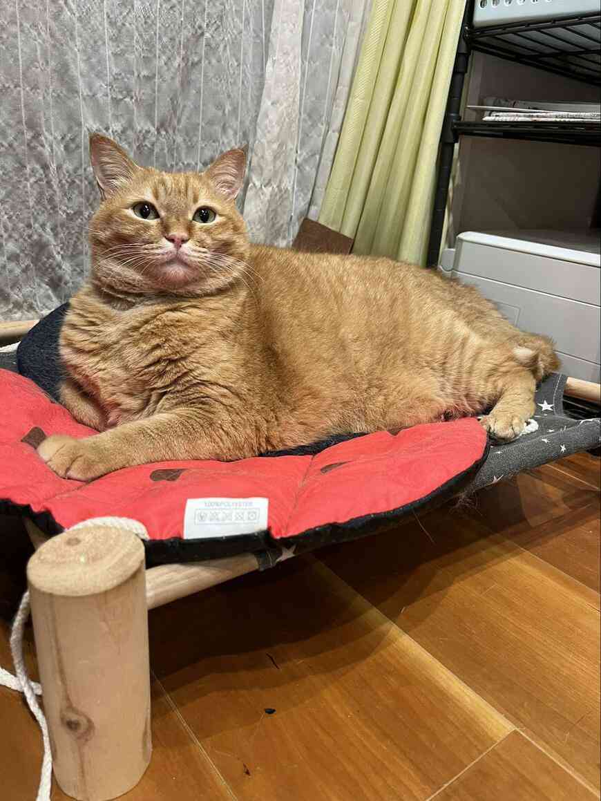 「タイミー」で闇バイト募集疑惑　代表取締役が言及　怪しい求人に注意喚起「速やかに検知し差し止め」