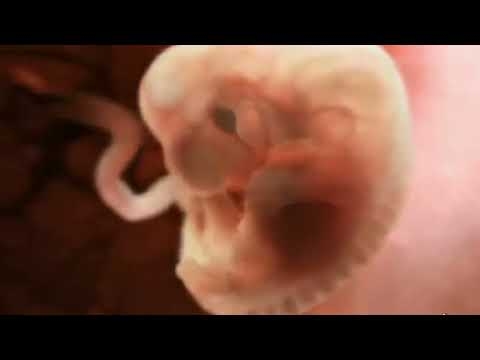 受精から誕生（遠隔授業用）