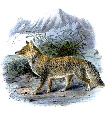 チベットスナギツネ - Wikipedia