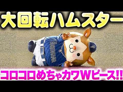 【大回転ハムスター】DB.スターマン『猛然ダッシュ → コロコロめちゃカワWピース！』