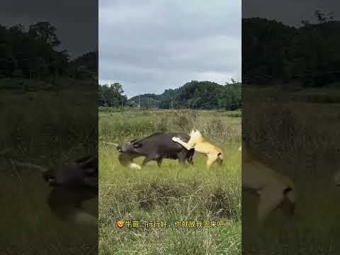 Lions hunt buffalo Animal World Fantastic animals are here Animal World wonderful interpretation