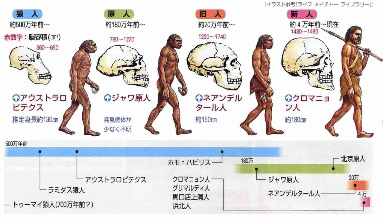 頭が大きい