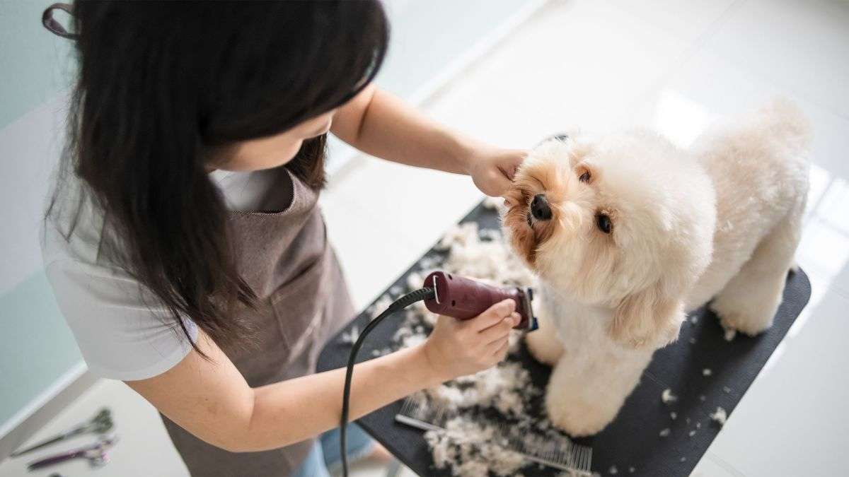子どものいない専業主婦妻の生きがいだった…愛犬に月10万円使う妻に愛想をつかした夫が残した置手紙の中身 | TRILL【トリル】