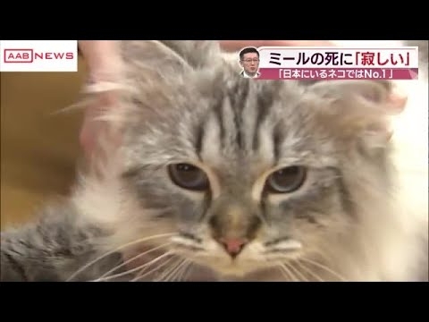 シベリア猫のミールの死に秋田・佐竹知事　「寂しい 」と心境語る (2024/12/09 20:10)