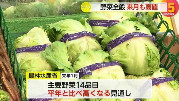 主要野菜14品目が平年より高値　干ばつ被害でキャベツ価格“3倍”に…「レンコン」など正月商品も早めの購入を　農水省「年明けも高騰続く」｜FNNプライムオンライン