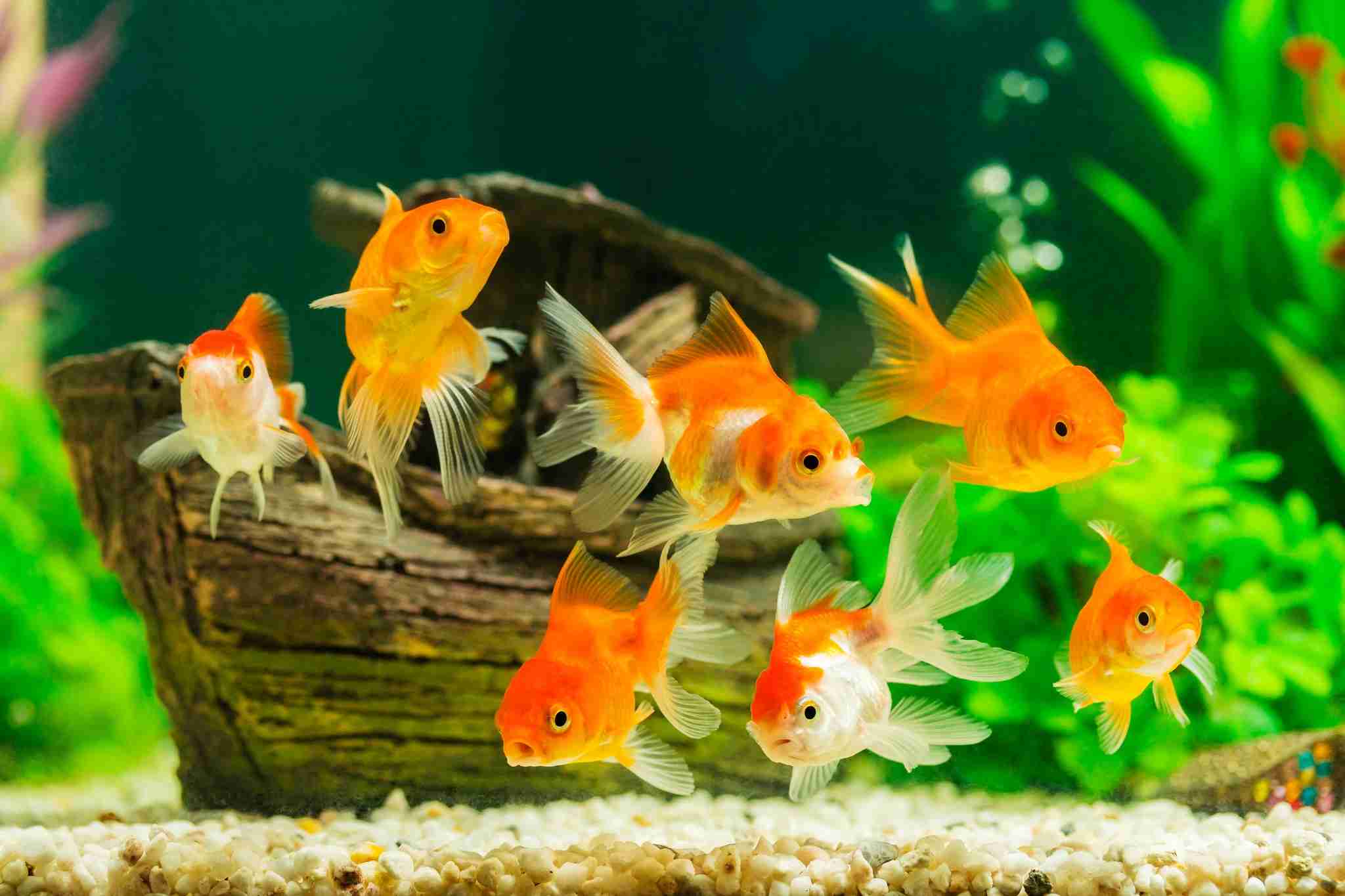 魚にも「社会不安障害」が存在！下位にいる魚に脳内ストレス上昇の結果 人間の治療に役立つ!? 米大学で研究｜よろず〜ニュース