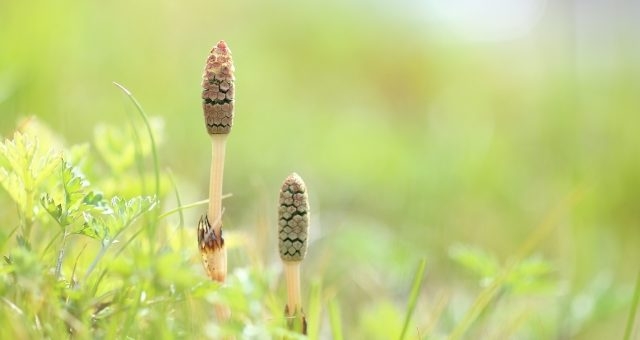 精神の障害年金で外せない等級判定ガイドラインとは | 群馬で障害年金の請求なら｜小川早苗社会保険労務士事務所