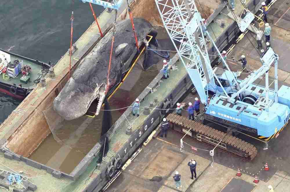 クジラ「淀ちゃん」処理費は「1404万円減額の余地あった」…大阪市に外部監察委員が報告書