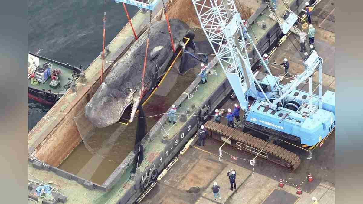 クジラ「淀ちゃん」処理費は「１４０４万円減額の余地あった」…大阪市に外部監察委員が報告書 : 読売新聞