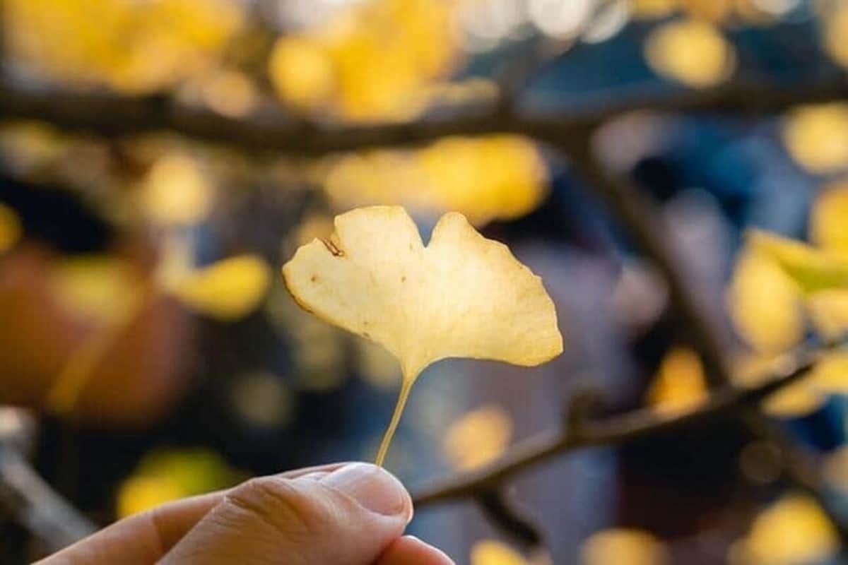 SNS映え狙い？立ち入り禁止のイチョウ並木で撮影　動画拡散、神宮外苑の外国人観光客に批判: J-CAST ニュース