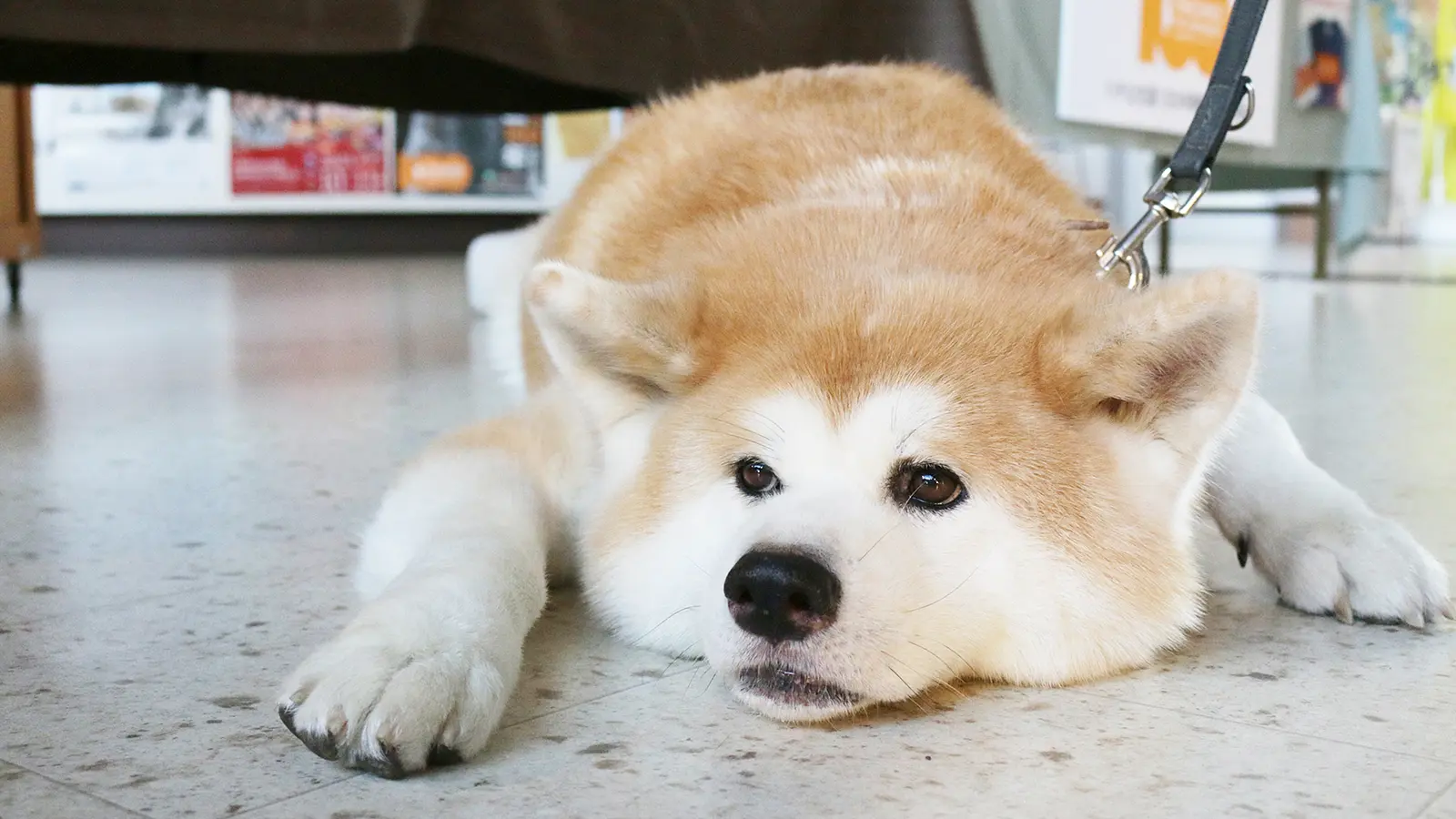 秋田県について知っていること