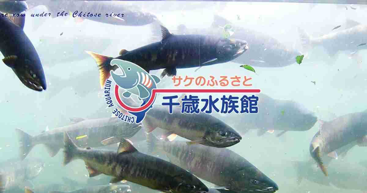 アイヌ文化展示「千歳アイヌのサケ文化」 | サケのふるさと 千歳水族館