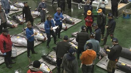 一番マグロに2億700万円　1999年以降で史上2番目の高値　東京・豊洲市場で新春恒例「初競り」