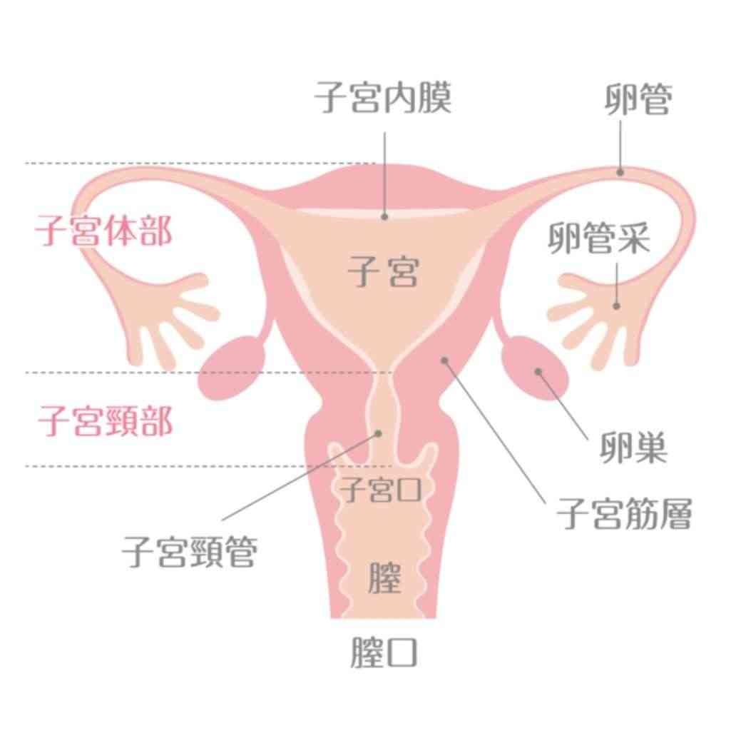 【アンチ禁止】閉経のお話