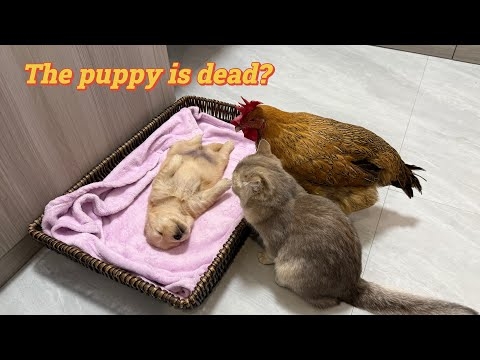 Suspecting that the golden retriever puppy is dead, the kitten and the hen are very anxious!so funny