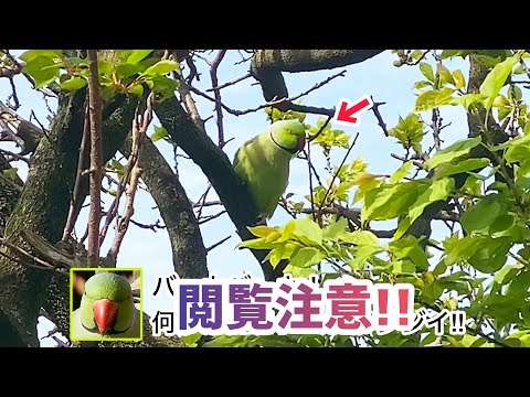 毎日庭に来るインコが、とんでもない事を喋りだしました。