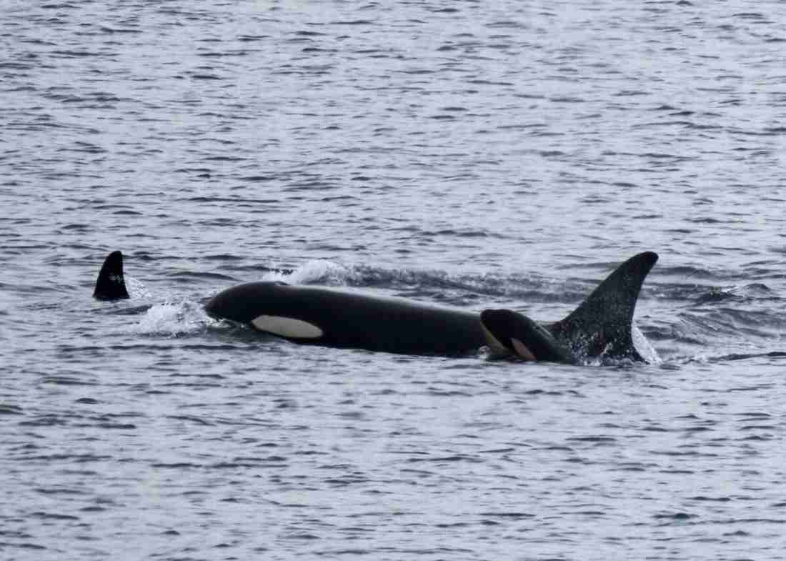 死んだ我が子と１７日泳いだシャチ、新たな赤ちゃん産む - CNN.co.jp
