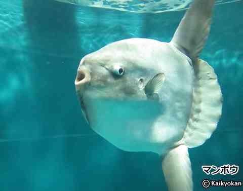 体調を崩した〝寂しがり屋のマンボウ〟が元気いっぱいに!!〝予想外の大作戦〟に大反響「正直信じられませんが…」 | ガールズちゃんねる ...