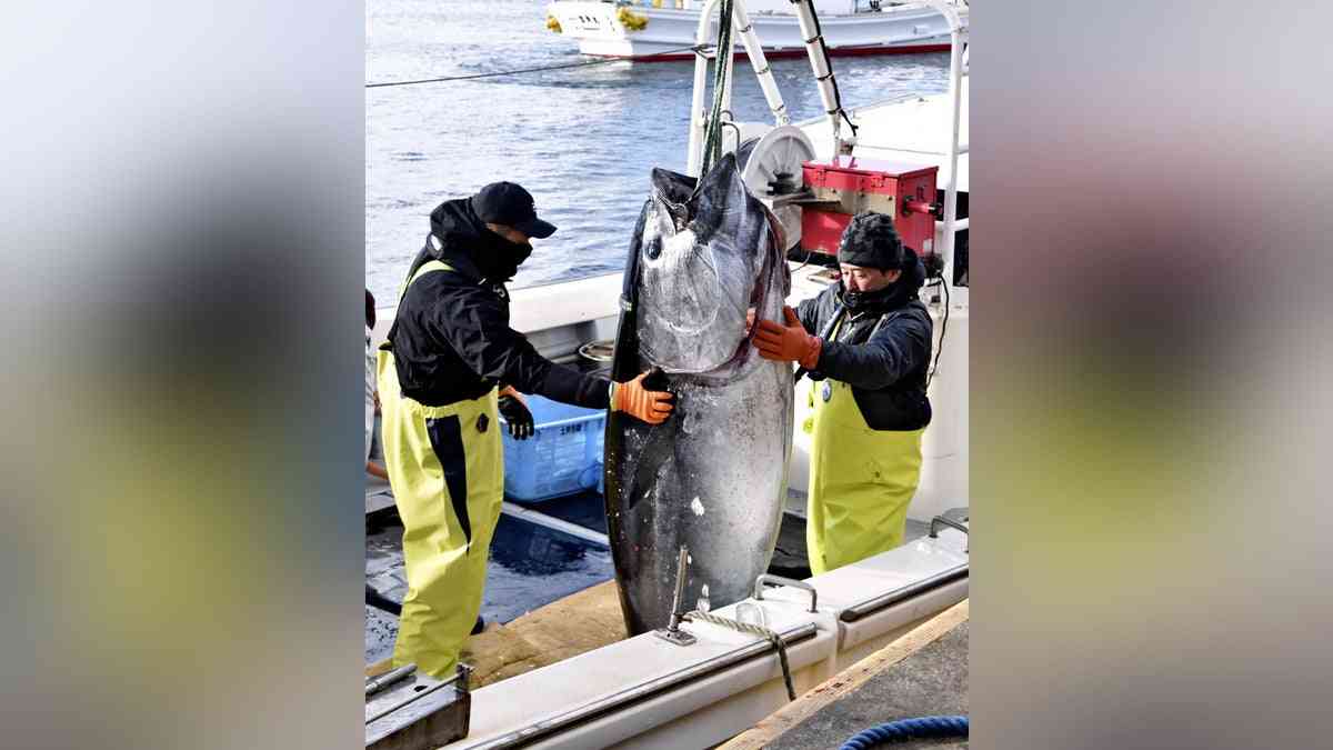 豊洲市場で初競り、一番マグロは歴代２位の２億７００万円「鮮度がずば抜け」 : 読売新聞