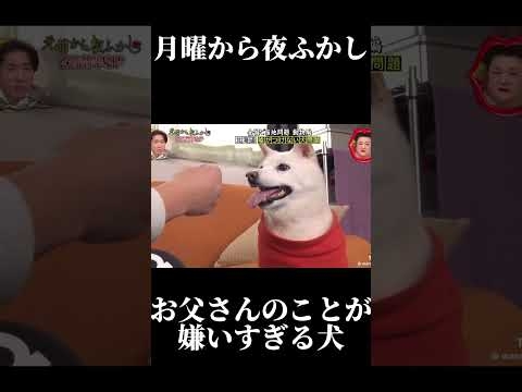 お父さんのことが嫌いすぎる犬 #おすすめ #shorts#月曜から夜ふかし #面白い#犬 #japan#バズれ