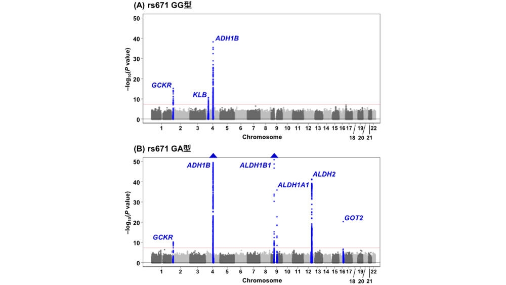 「お酒に弱いはずなのに飲んでしまうのはなぜ？」 日本人の飲酒行動を決定づける遺伝的構造の解明と食道がんリスクとの関連 - 名古屋大学研究成果情報