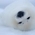 seal on X