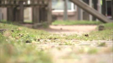 【未就学女児に性的暴行】公衆トイレなどの屋内ではなく”屋外で犯行か”　男は現在も逃走中…母親と公園に来ていた女児1人になったタイミング狙われるー「不同意性交等事件」として警察が捜査