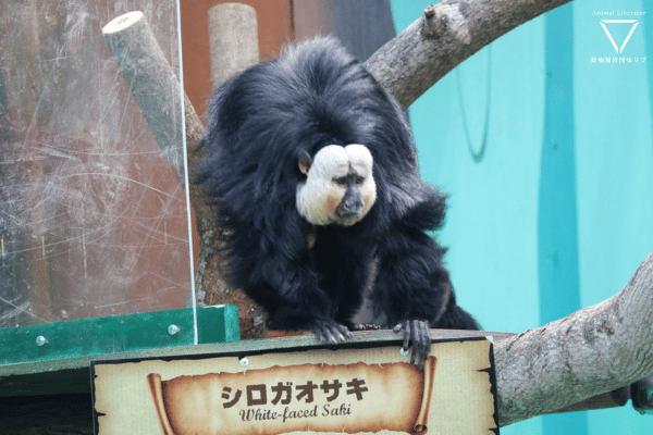 狭く劣悪な環境、触れ合い体験で動物を利用するノースサファリサッポロ【調査報告】 - NPO法人 動物解放団体リブ